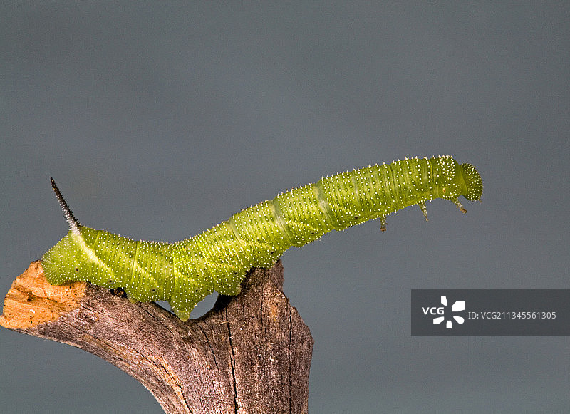 五斑天蛾或番茄天蛾的幼虫图片素材