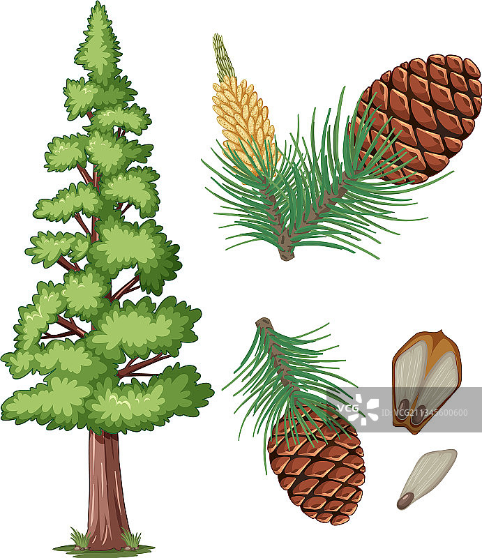 孤立的松果和松针组合图片素材