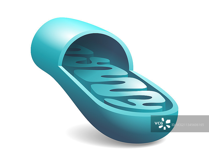 具有结构和成分的线粒体切片图片素材