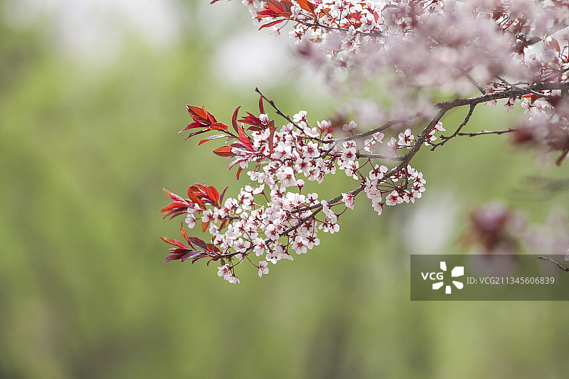 春天樱花的特写图片素材