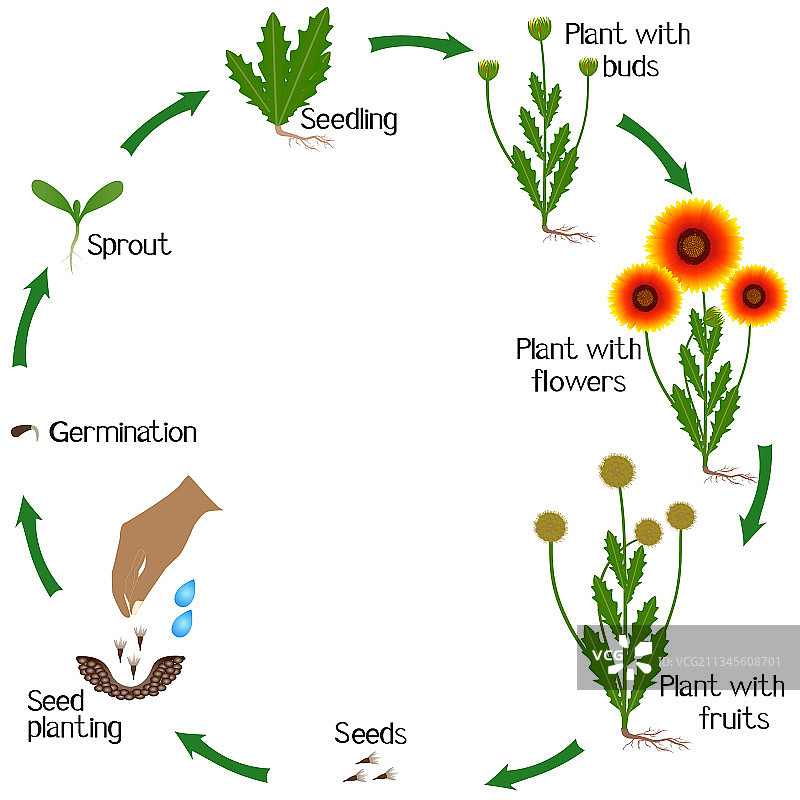 天人菊的生长周期图片素材