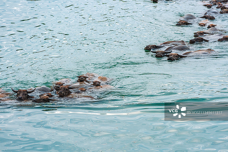 《百牛渡江》图片素材