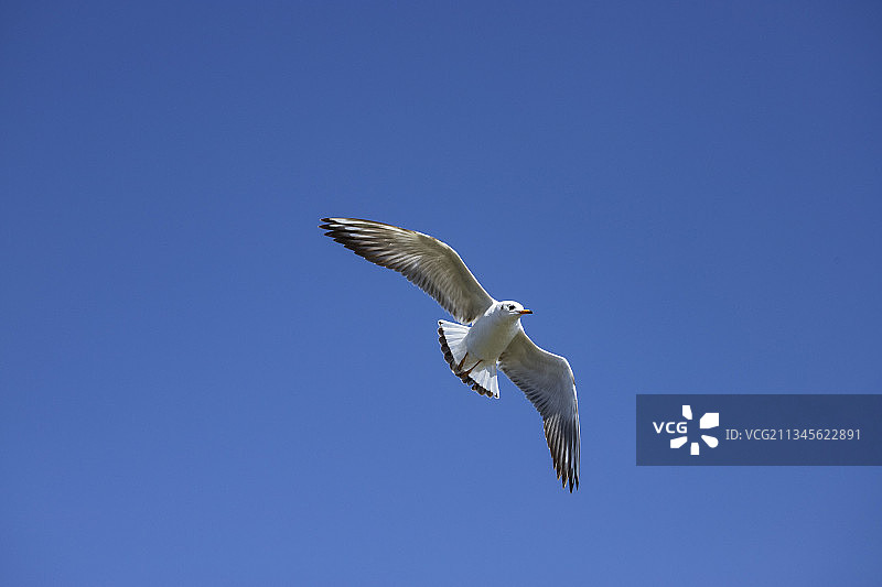 滇池海鸥图片素材