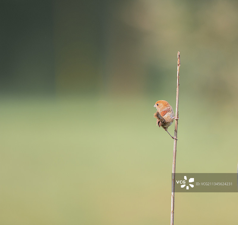 一只鸟在呼叫它的同伴图片素材