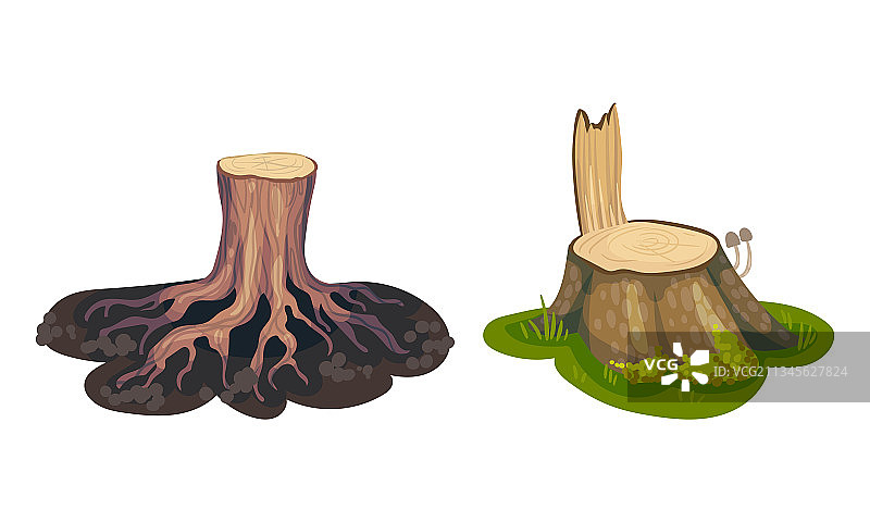树桩局部树干与树根图片素材