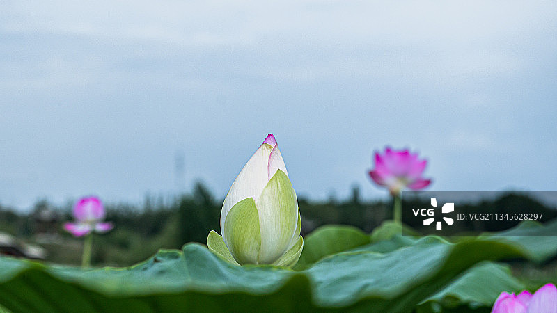 荷（新疆五家渠）图片素材
