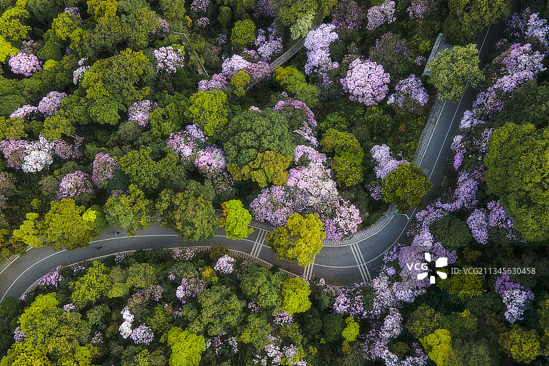 深圳梧桐山，毛簕杜鹃，山之路图片素材