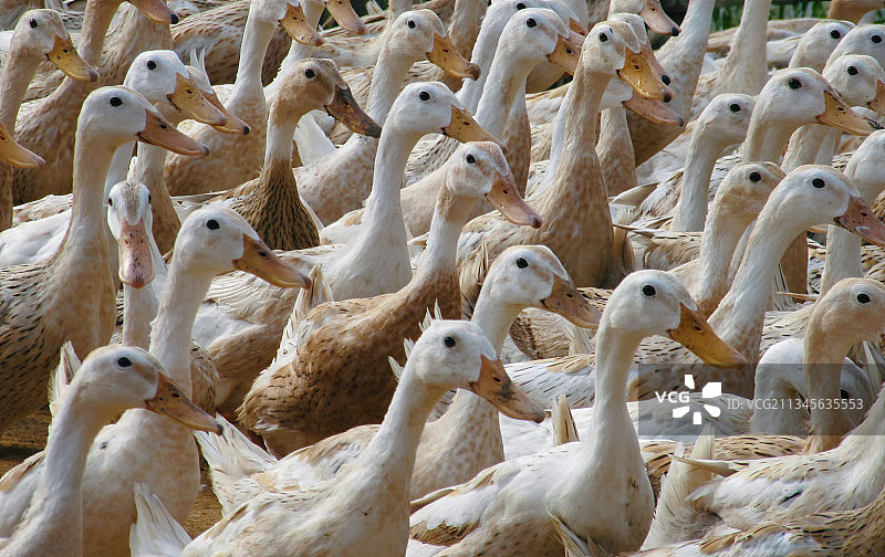 一群鸭子图片素材