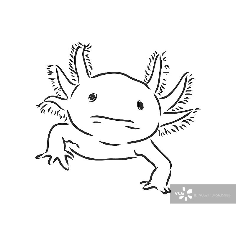 古董雕刻墨西哥钝口螈蝾螈图片素材