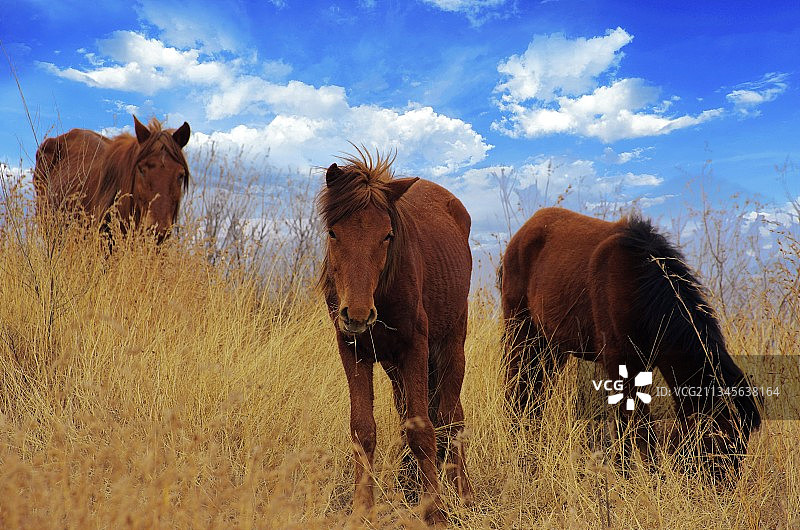 山顶草原上的张北马图片素材