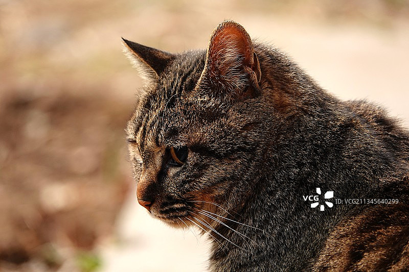 斑纹猫图片素材