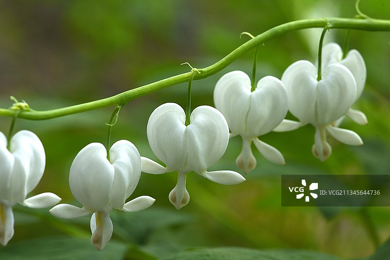 荷包牡丹图片素材
