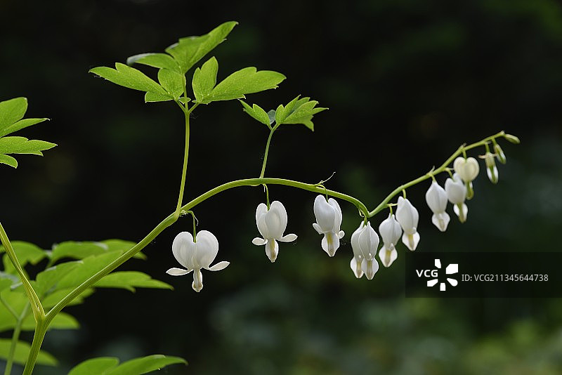荷包牡丹图片素材