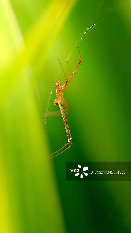 等待食物的蜘蛛图片素材