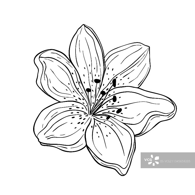手绘百合花，白色背景图片素材