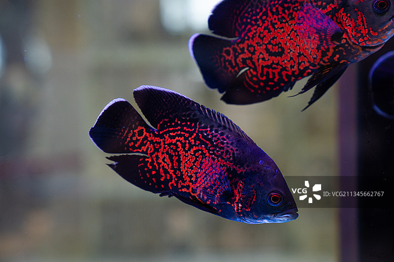 红色的观赏鱼图片素材