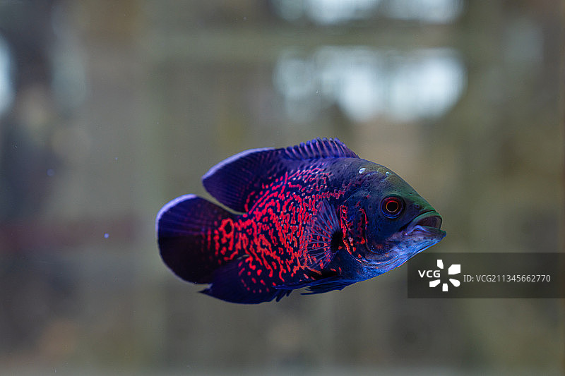 红色的观赏鱼图片素材