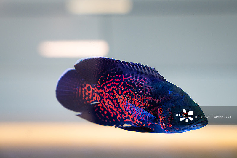 红色的观赏鱼图片素材