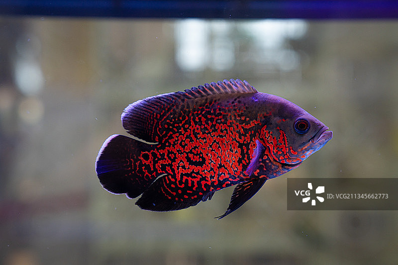 红色的观赏鱼图片素材