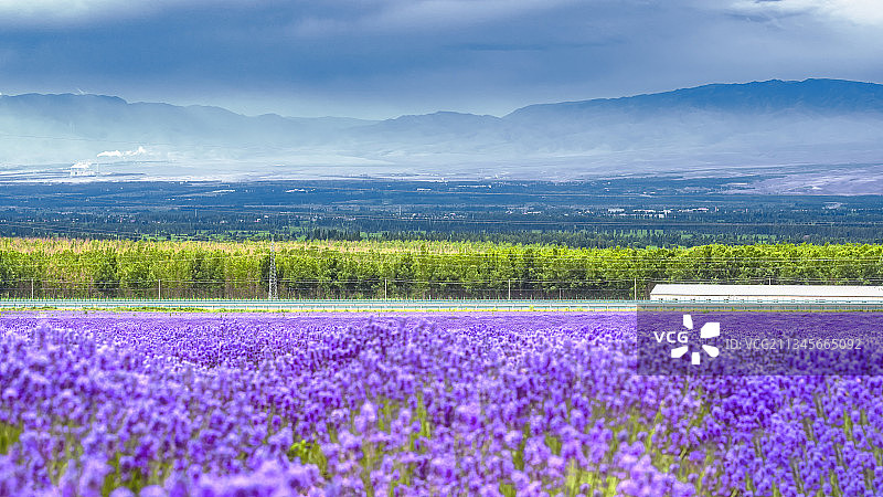 伊犁薰衣草图片素材