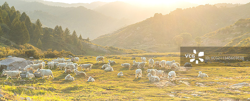 金色日落与羊群图片素材