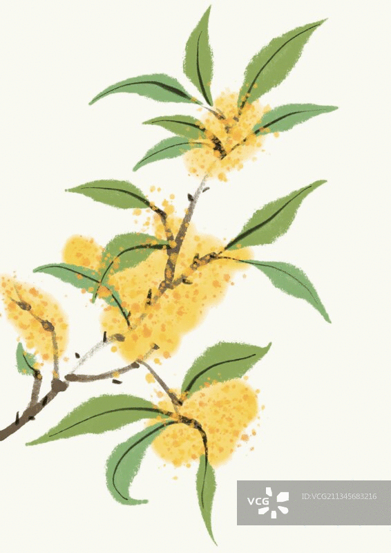 飘落的桂花图片素材