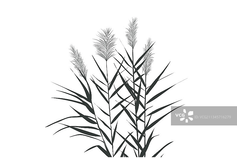 手绘芦苇草图图片素材