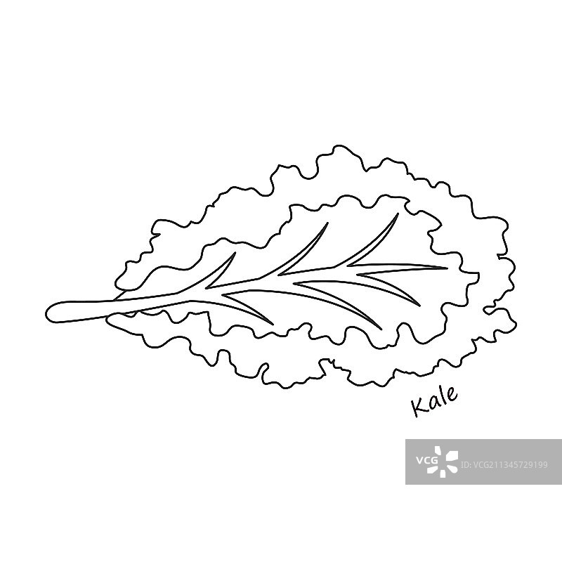 生菜沙拉轮廓图标图片素材