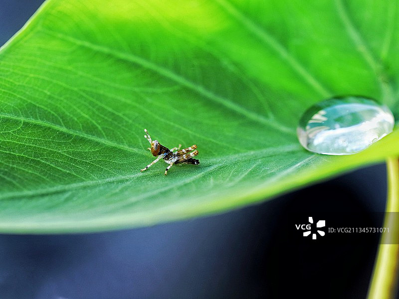 一叶一世界图片素材