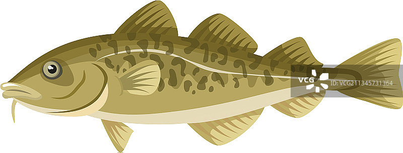 白色背景上的海鲜鳕鱼图片素材