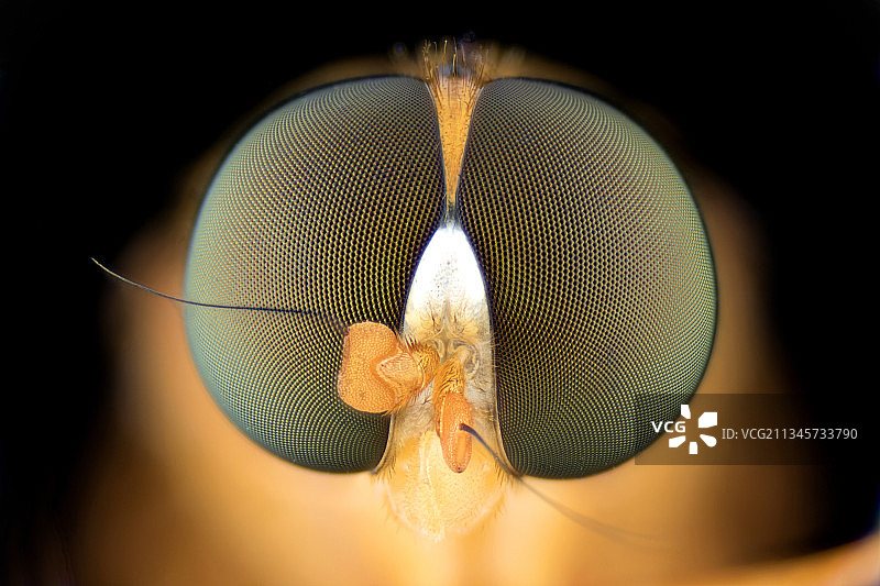 【复眼】图片素材