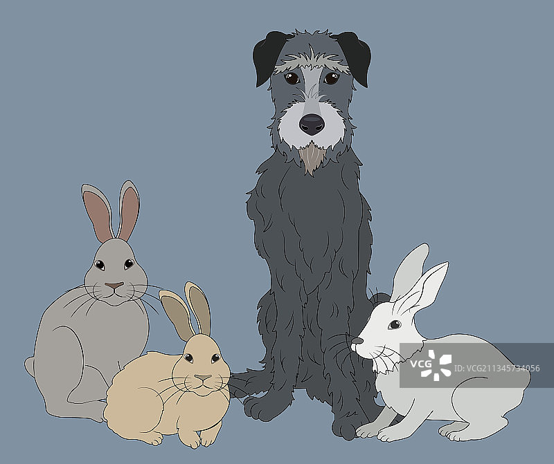 爱尔兰猎狼犬与三只可爱的兔子图片素材