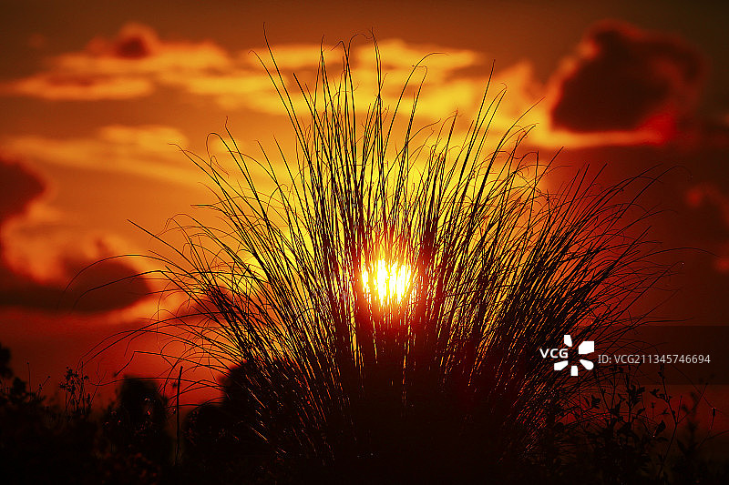 初秋，海南海口市东寨港滩途日落与野草图片素材