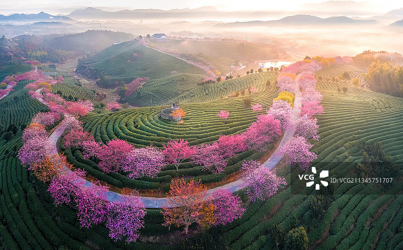 茶园樱花图片素材