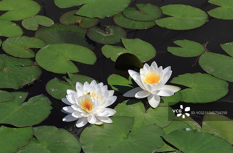 并蒂莲图片素材