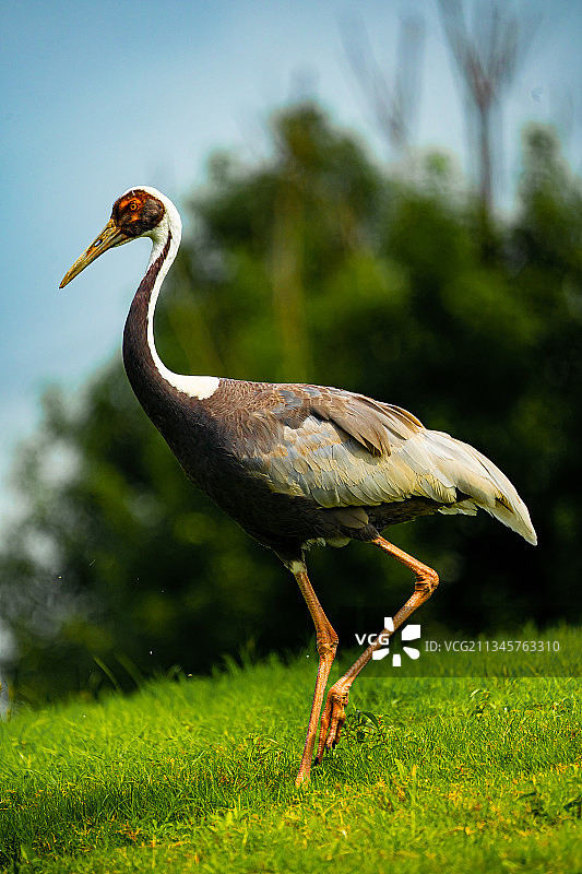 白枕鹤图片素材