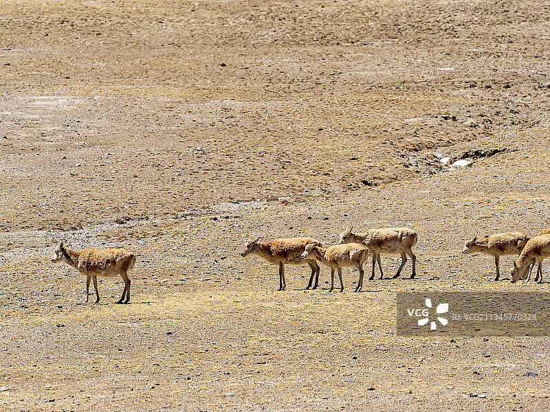 可可西里迁徙的藏羚羊图片素材