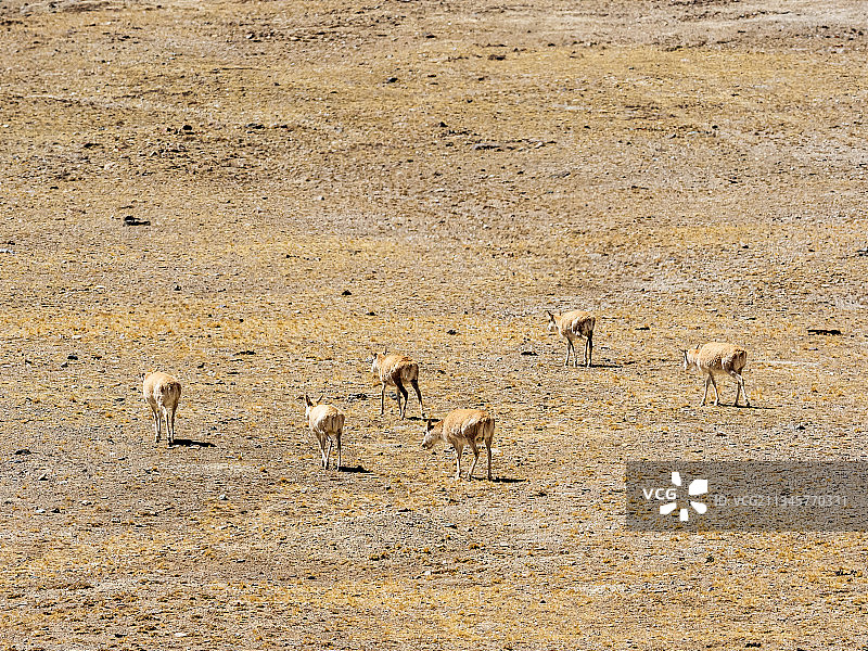 可可西里迁徙的藏羚羊图片素材