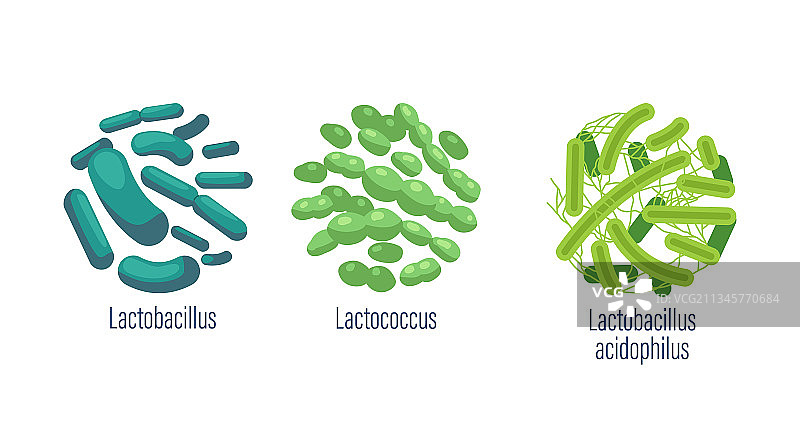 益生菌套装：乳酸杆菌图片素材