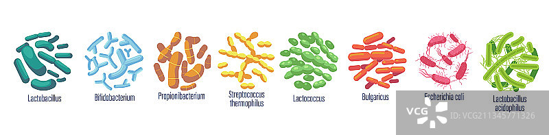 保加利亚乳杆菌图片素材