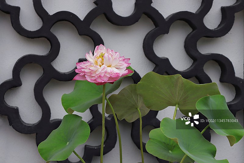 窗棂前的双色荷花图片素材