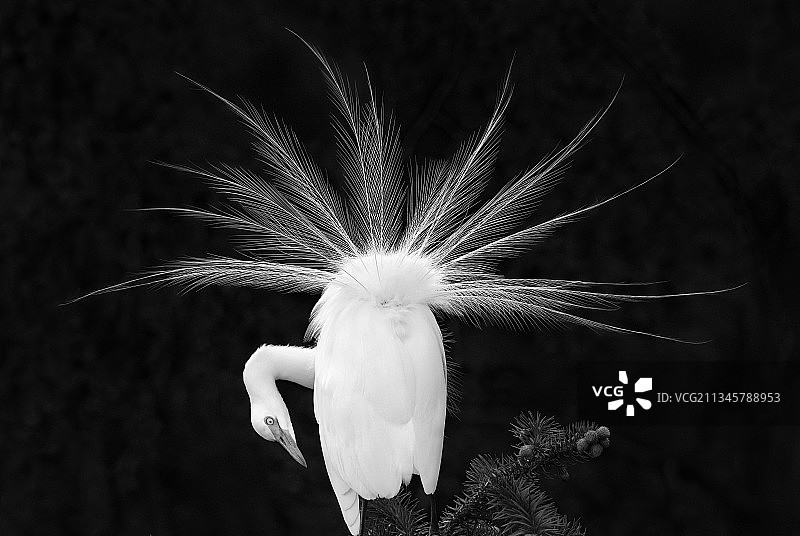 兰花羽图片素材