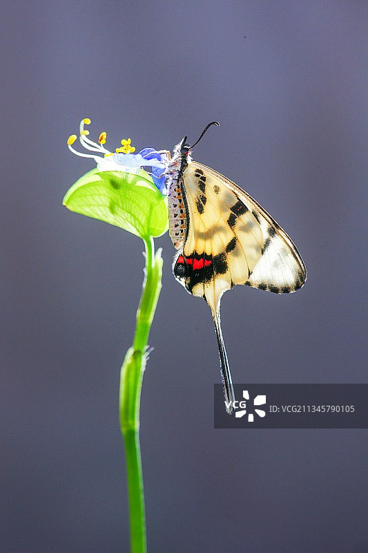 丝带凤蝶图片素材