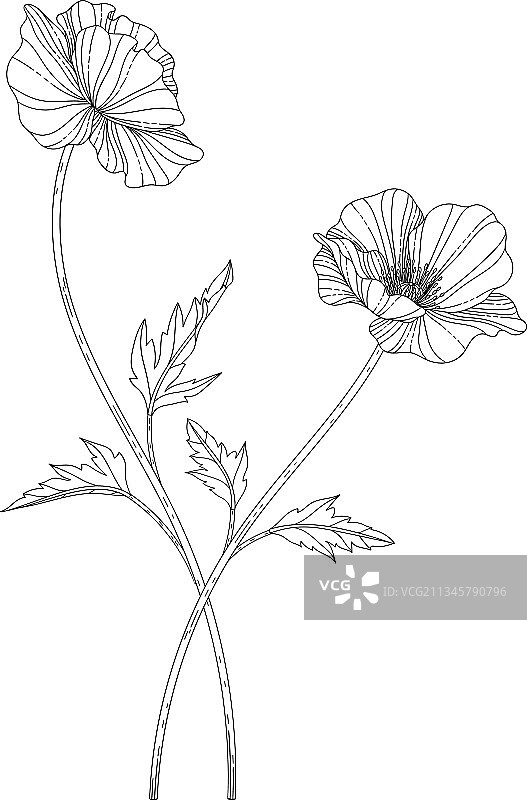 手绘罂粟花卉图案图片素材