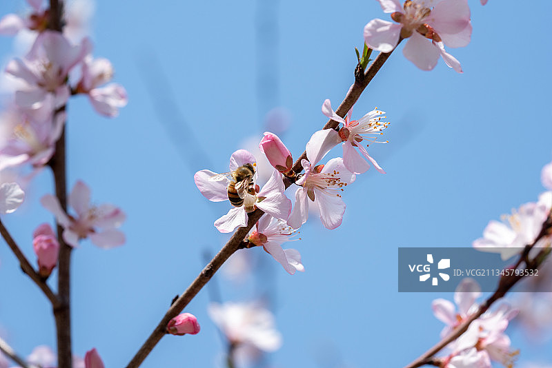 春天公园里盛开的樱花图片素材