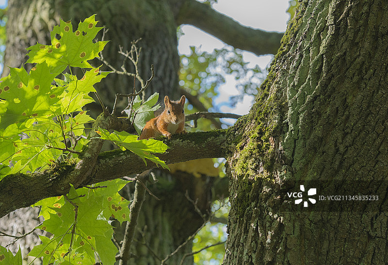 小松鼠图片素材
