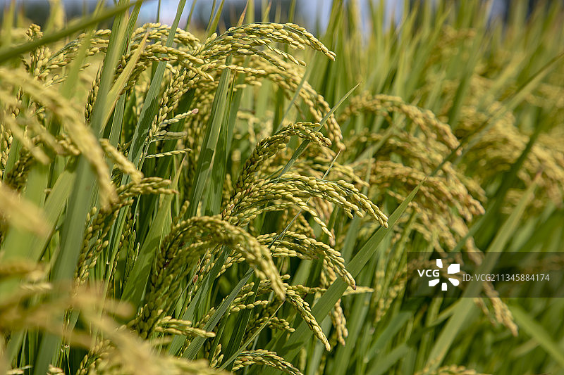 吉林省永吉县万昌镇丰收在望的稻田图片素材