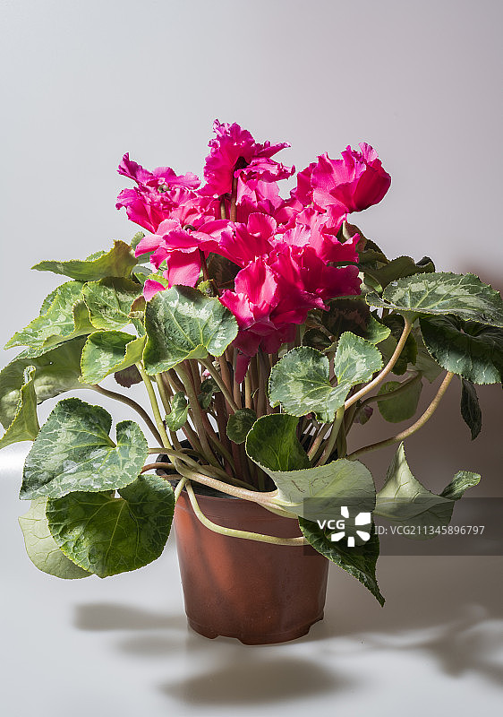 20180224中国 河北省 石家庄市 石家庄植物园图片素材