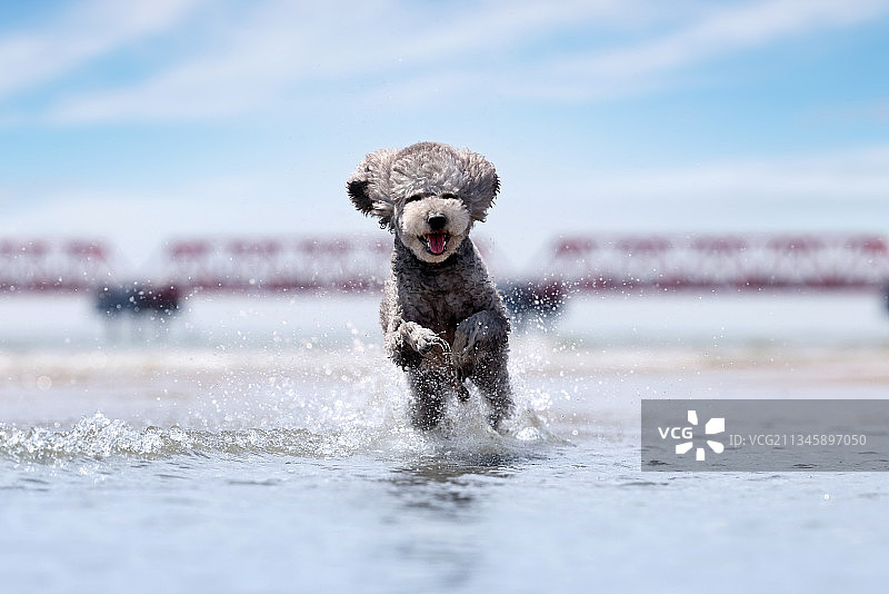 在海水中玩耍的贵宾犬图片素材