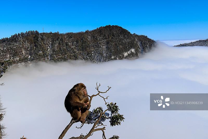 雪山上的猴子图片素材